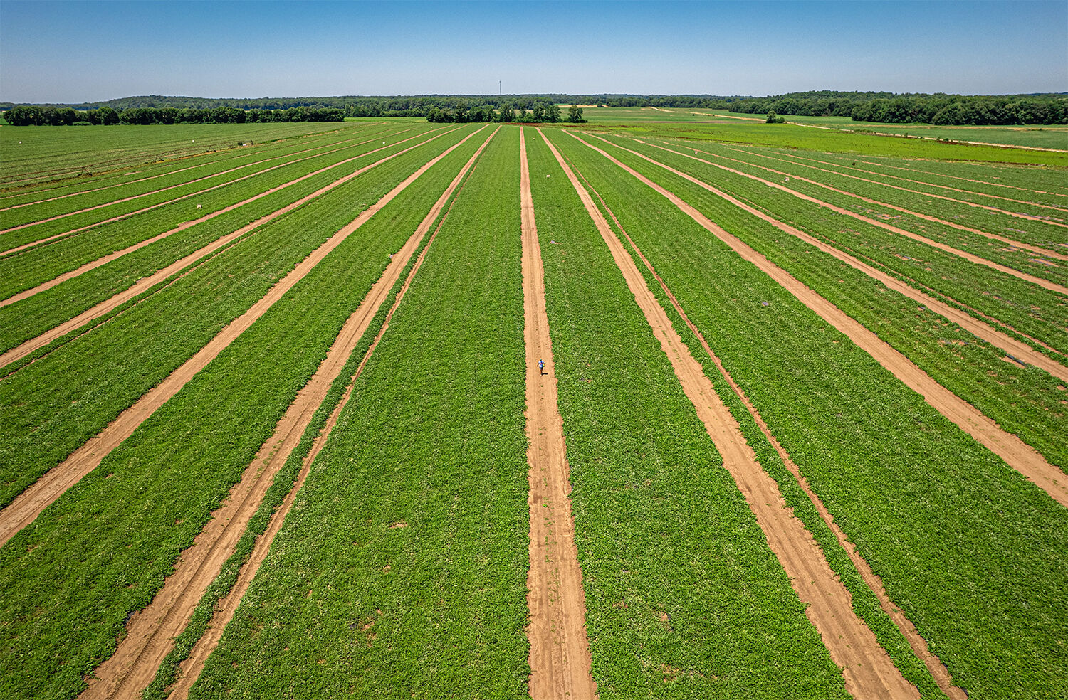 Melon fields